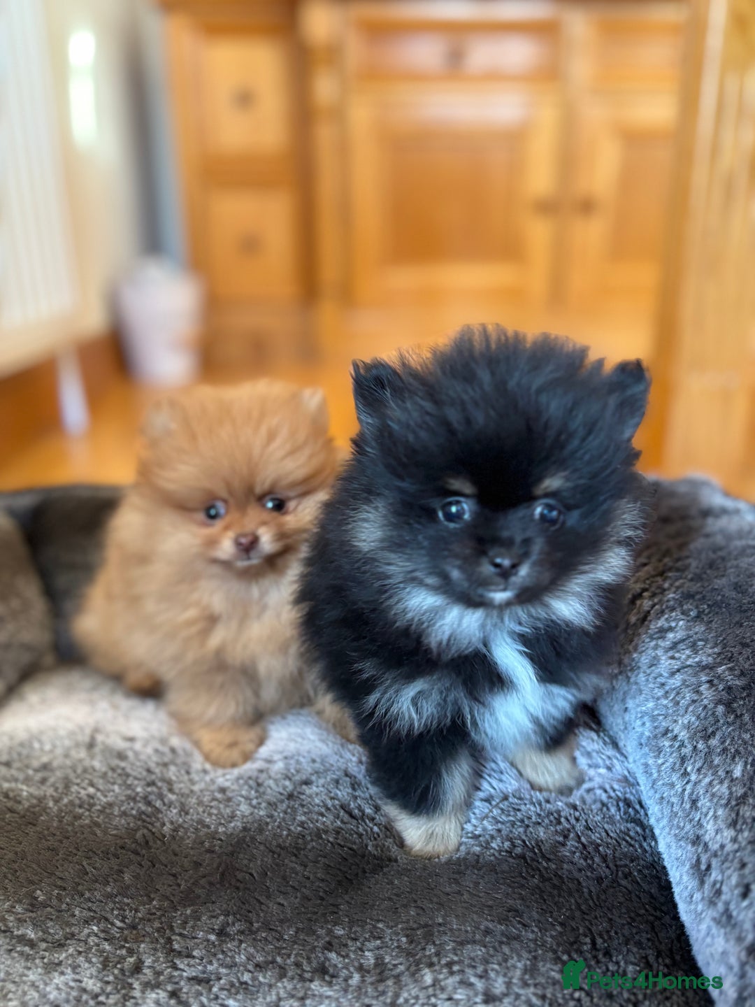 Pomeranian dogs for sale: Stunning Orange Boy - Advert 6
