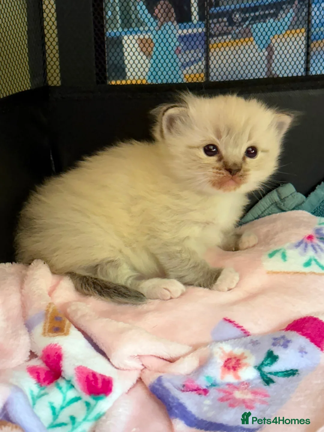 Ragdoll cats for sale: Female kitten ragdoll - Advert 9