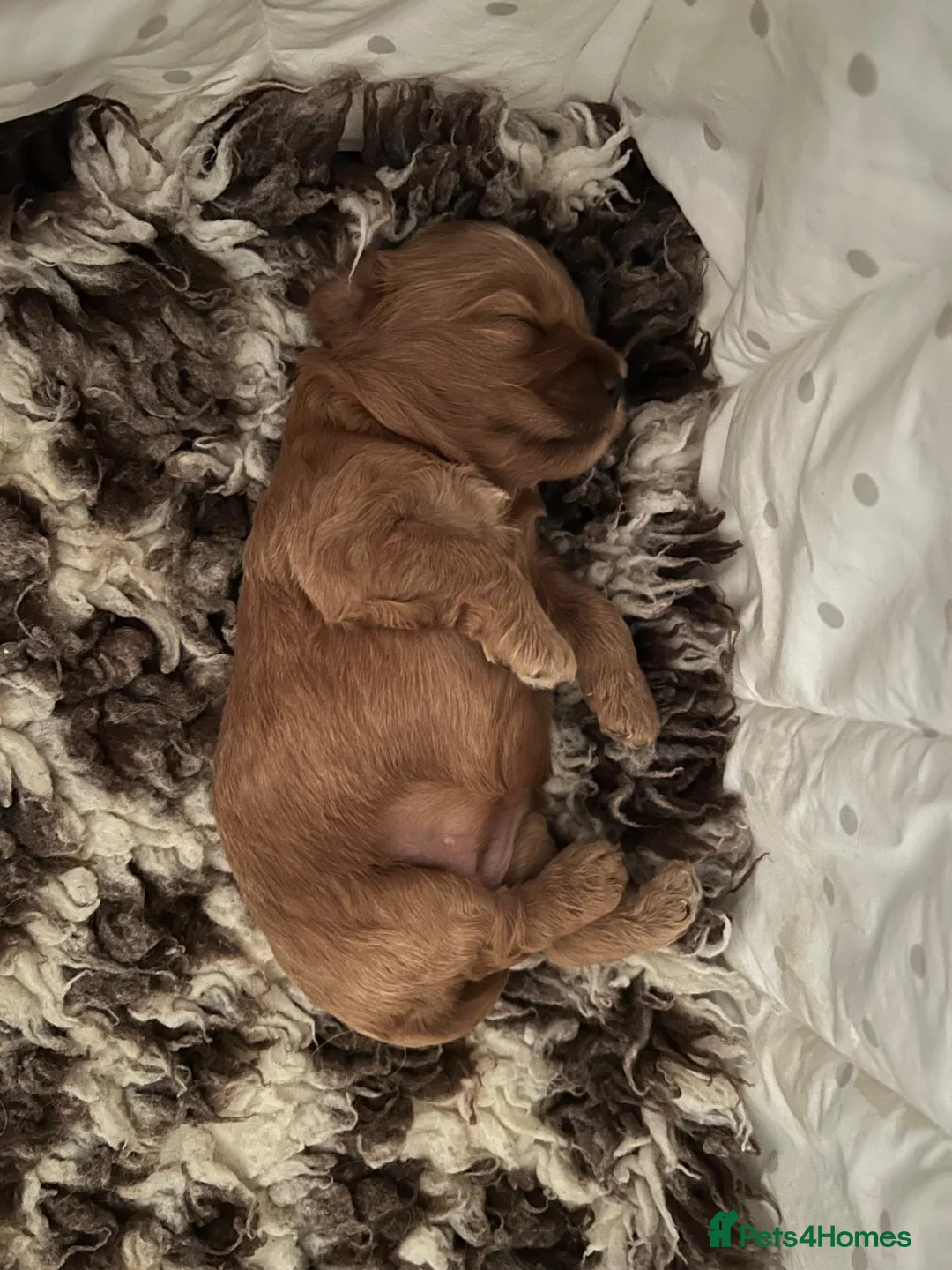 Cockapoo dogs for sale: F1 cockapoo puppies - Advert 3