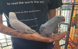 Ringnecks birds for sale: Hand Reared Baby Ringneck’s  - Image 6