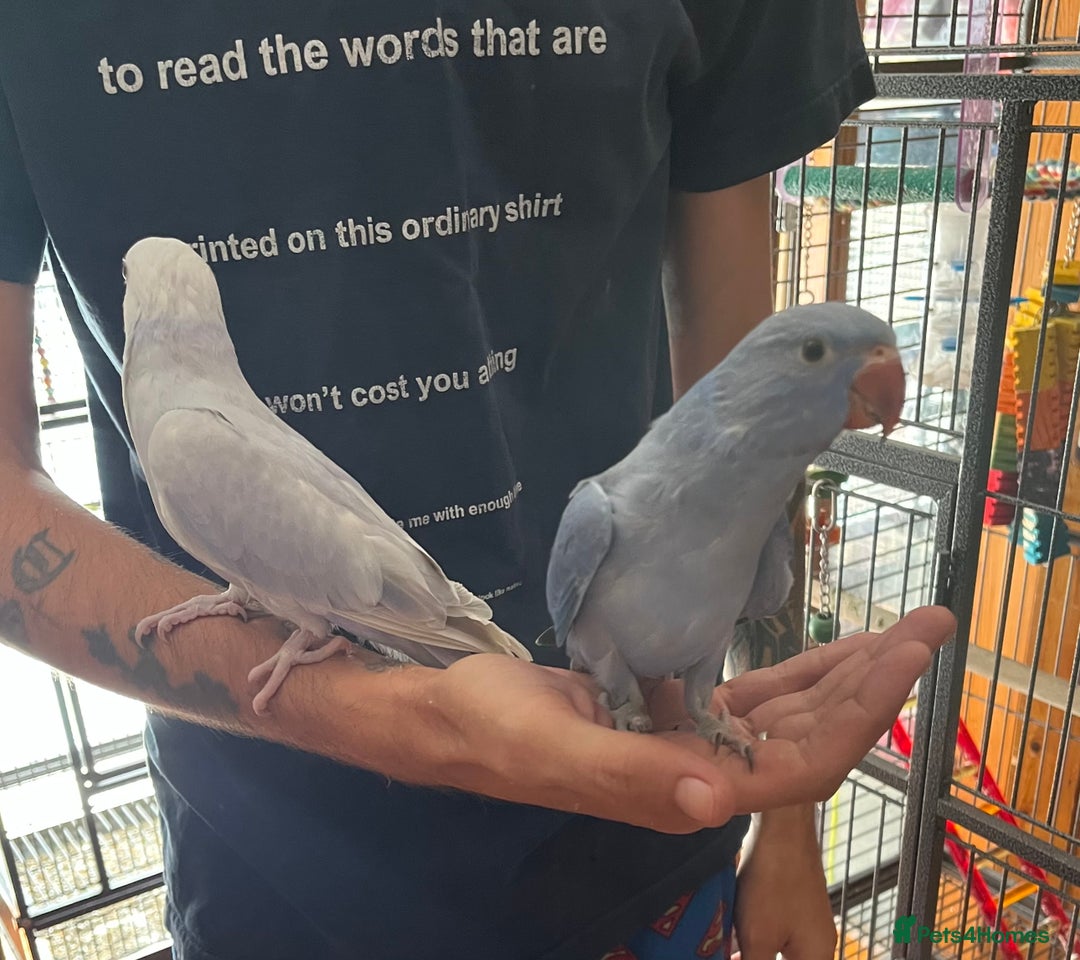 Ringnecks birds for sale: Hand Reared Baby Ringneck’s  - Image 6