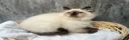 Siberian cats for sale: 💙💙Stunning GCCF Reg Siberian Babies💙💙 - Advert 10