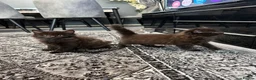 Maine Coon cats for sale: Maine Coon x British shorthair - Advert 3