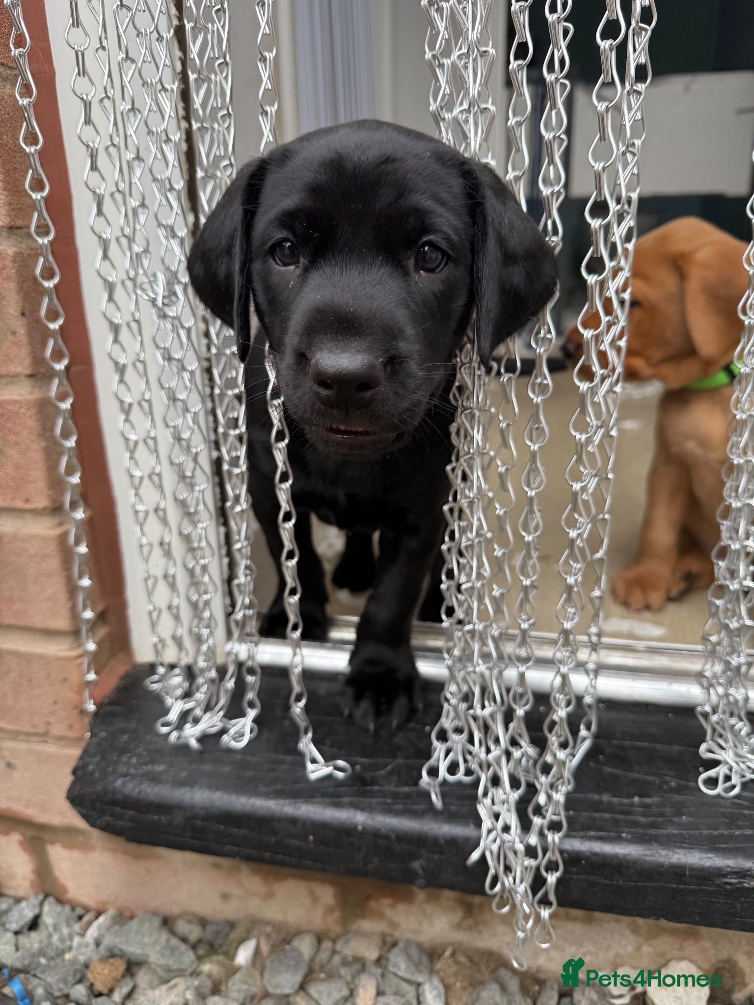 Labrador Retriever dogs Fully health tested labrador puppies  - Advert 2