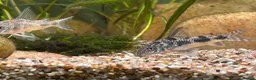 Other/Mixed Breed fish for sale: L260 Pleco Apistogramma Macmasteri Peppered Cory  - Advert 8