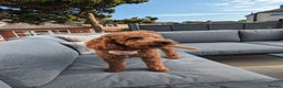 Toy Poodle dogs for sale: Stunning Deep Red Toy Poodle Boy for sale - Advert 4