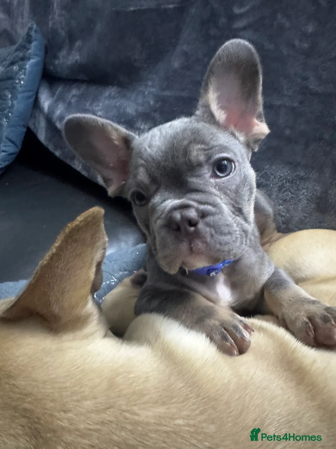 French Bulldog dogs for sale: Outstanding male lilac and tan  - Advert 5