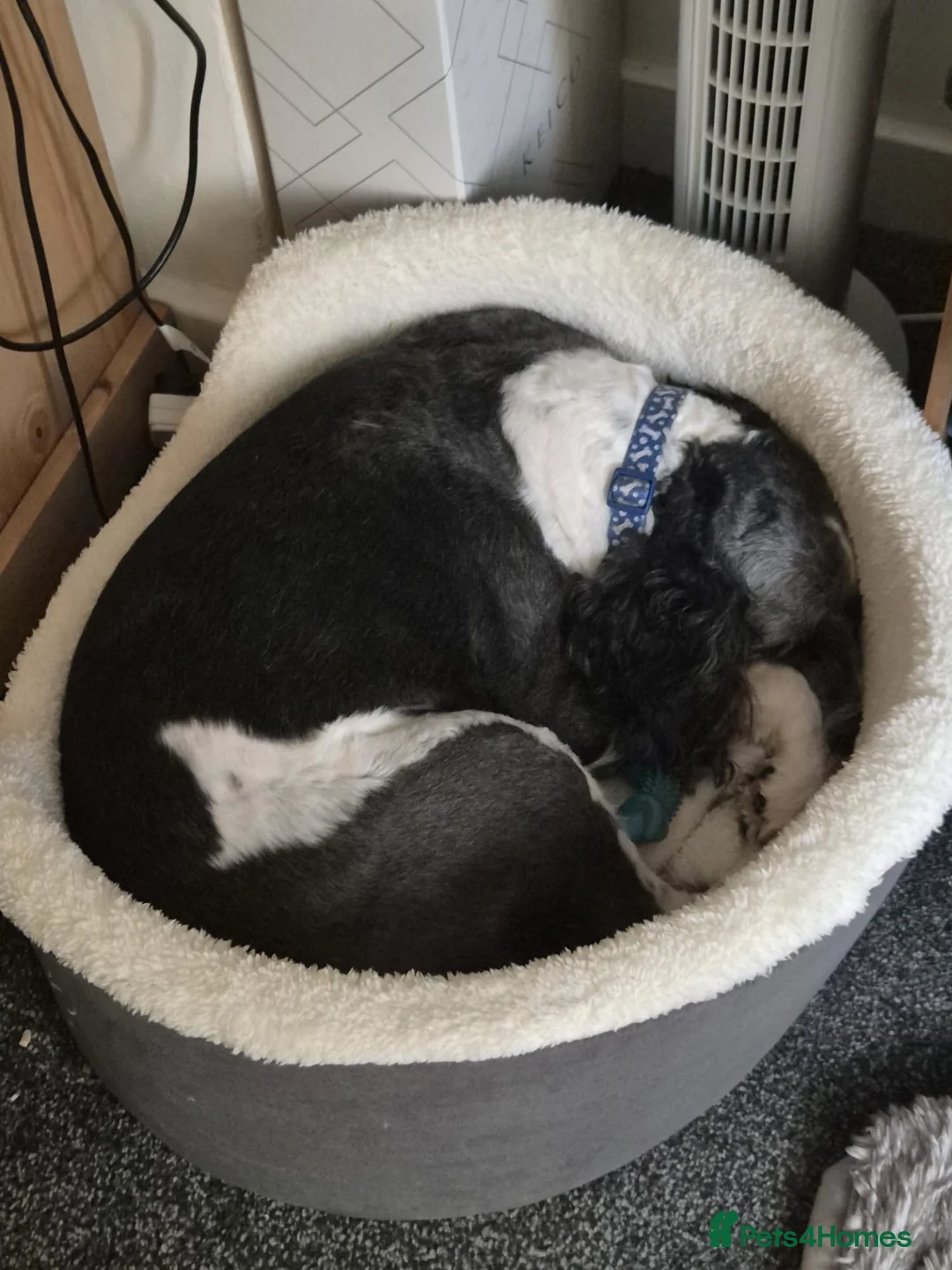 Mixed Breed dogs for sale: Rehome Needed - Advert 5