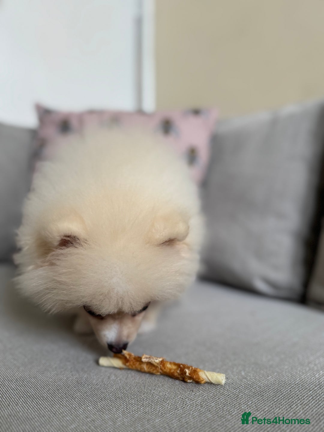 Pomeranian dogs for sale: 🐾🐶💙 Pomeranian puppy 💙🐶🐾 - Image 8