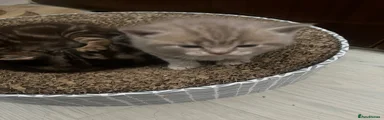 British Shorthair 2