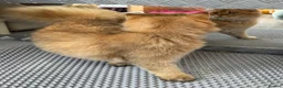 British Longhair cats for sale: ✨TICA REGISTERED GOLDEN LONGHAIR KITTENS✨ - Advert 3