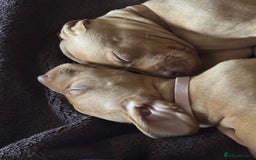 Hungarian Vizsla dogs for sale: Gorgeous Viszla Puppies - Image 9