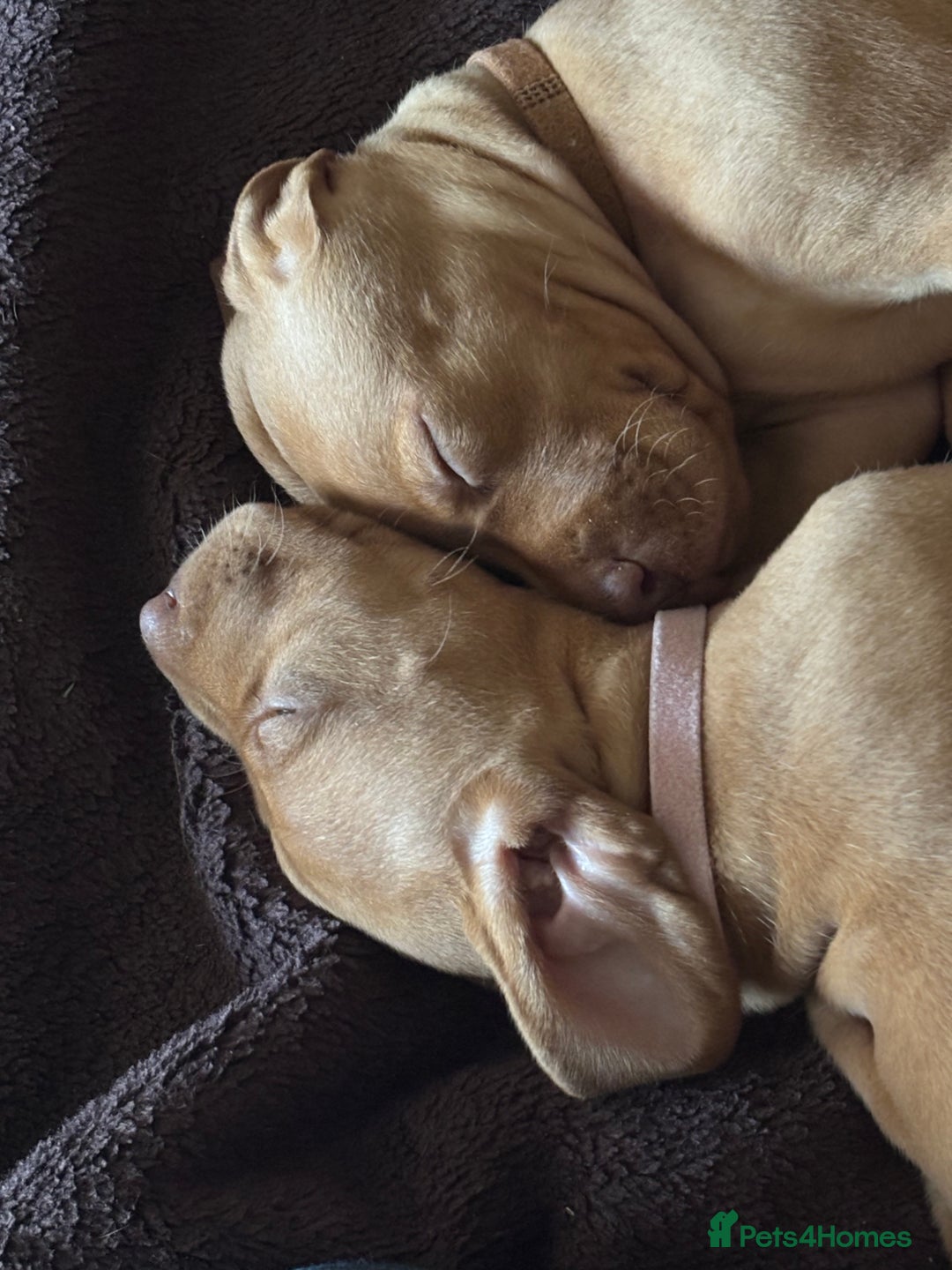 Hungarian Vizsla dogs for sale: Gorgeous Viszla Puppies - Image 9