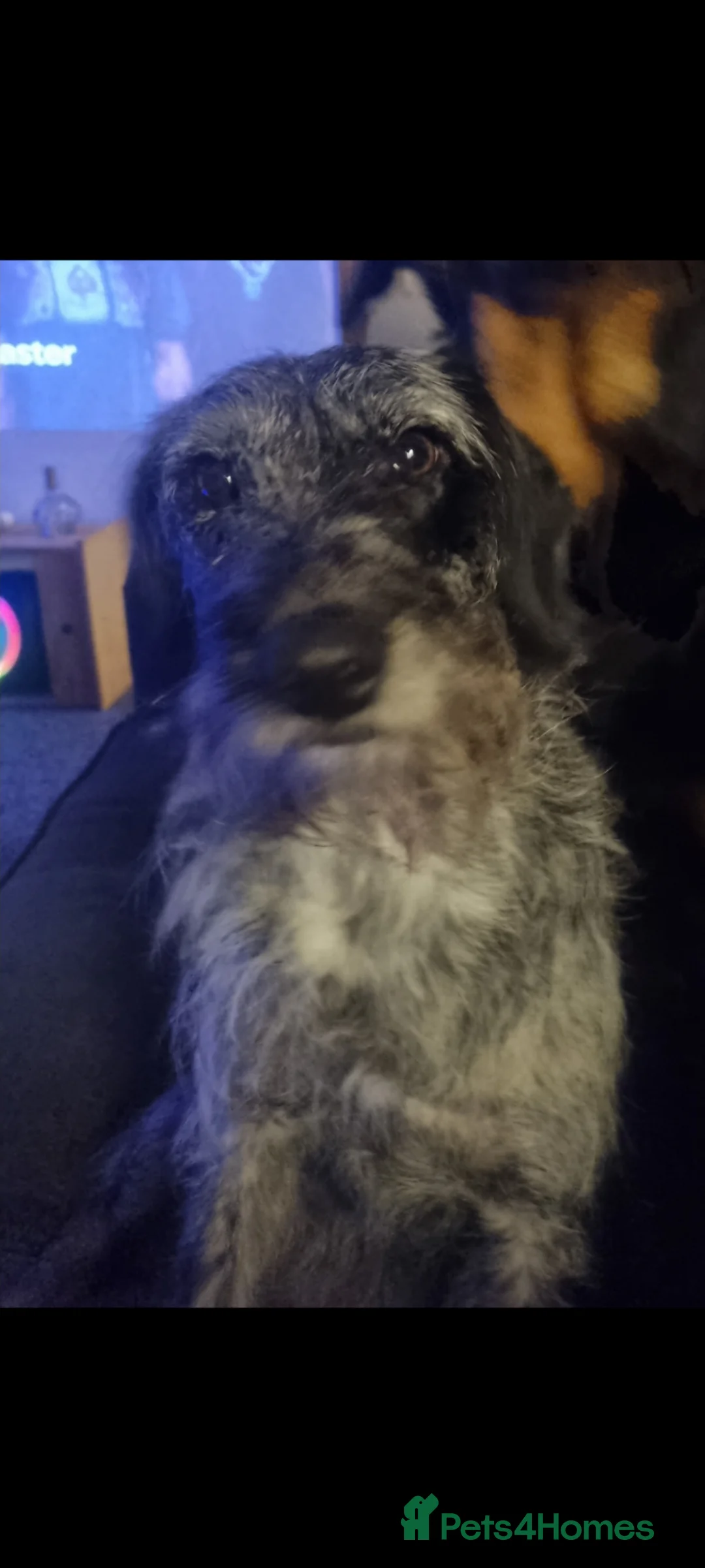 Mixed Breed dogs for sale:  6 Rottie collies for sale in Leigh - Advert 21