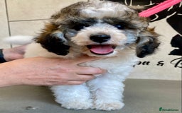 Toy Poodle dogs for sale: Gorgeously Pedigree Toy Poodle Babies - Image 8