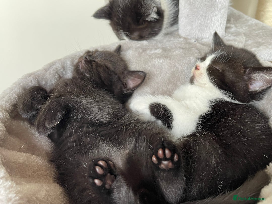 British Shorthair cats for sale: GCCF Pedigree Kittens - Ready Now - Image 8