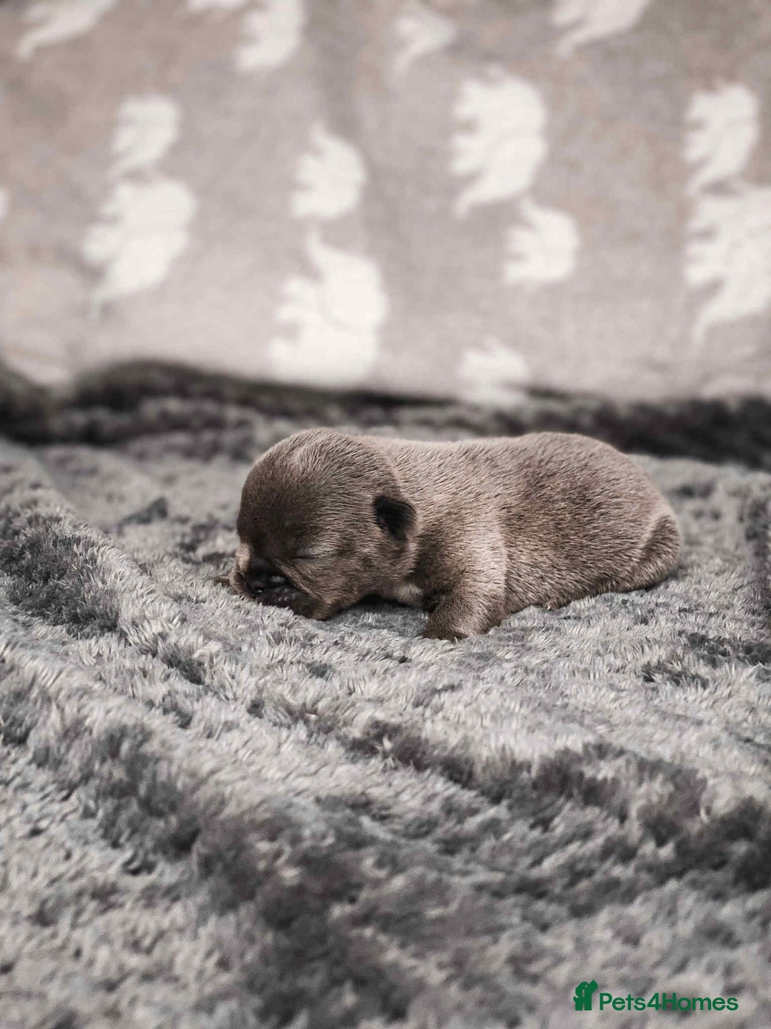 French Bulldog dogs for sale: French Bulldogs - Image 17