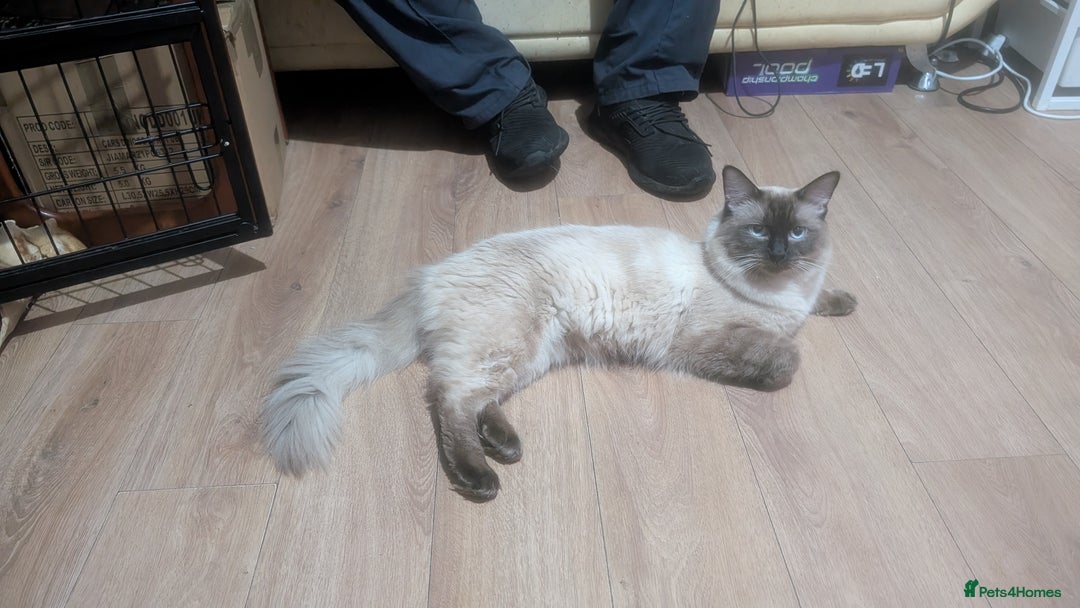 Ragdoll cats for sale: 5 Ragdoll Kittens for Sale - Image 30