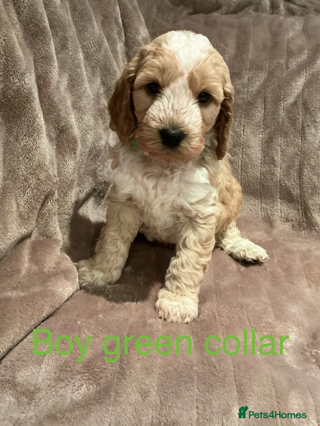 Cockapoo dogs for sale: Beautiful little F1 Cockapoo puppies  - Advert 5