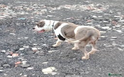 Alapaha Blue Blood Bulldog dogs for sale: IABBR. Health tested. Top lines.  - Advert 1