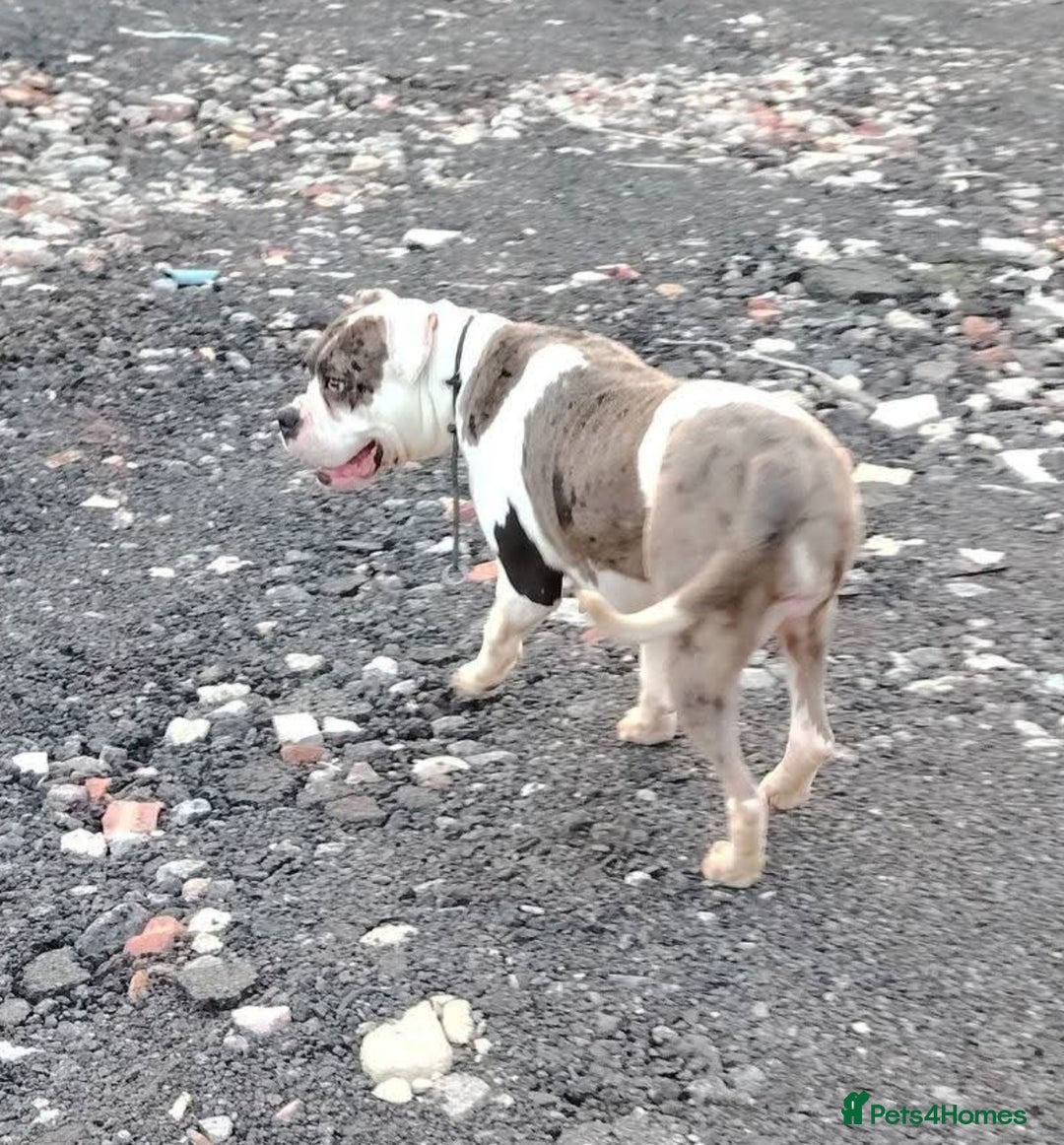 Alapaha Blue Blood Bulldog dogs for sale: IABBR. Health tested. Top lines.  - Advert 1