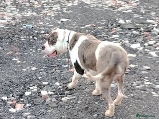 Alapaha Blue Blood Bulldog dogs for sale: IABBR. Health tested. Top lines. - Advert 1