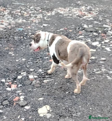 Alapaha Blue Blood Bulldog dogs IABBR. Health tested. Top lines. - Advert 1