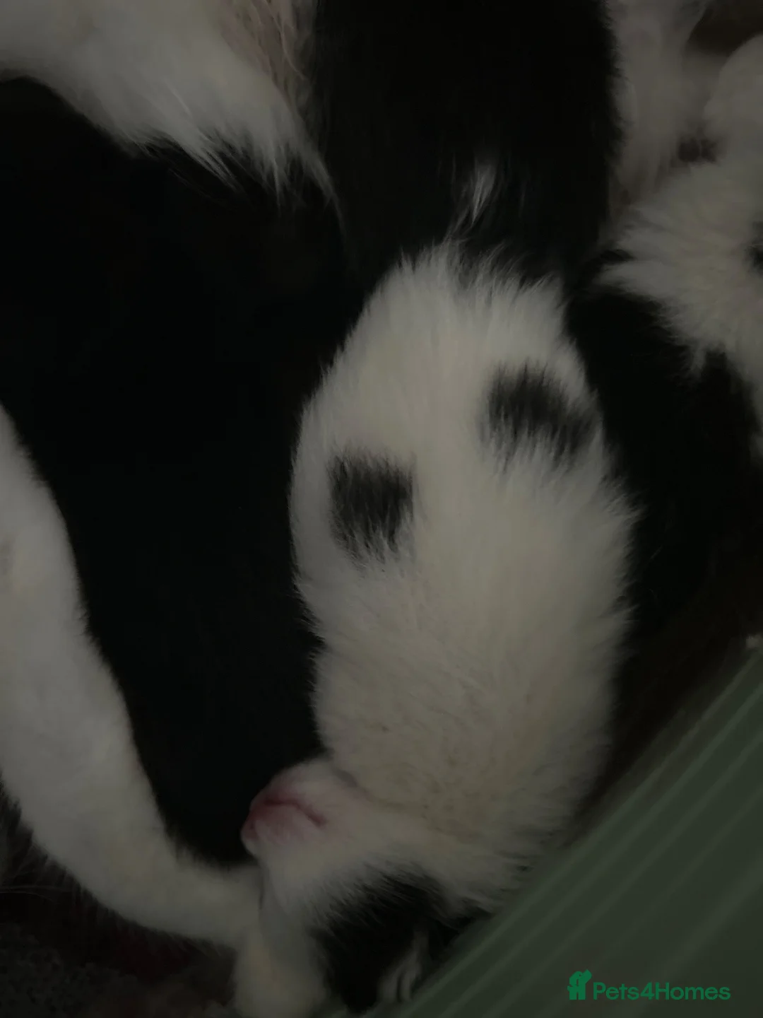 Mixed Breed cats for sale: Ragdoll mix  - Advert 4