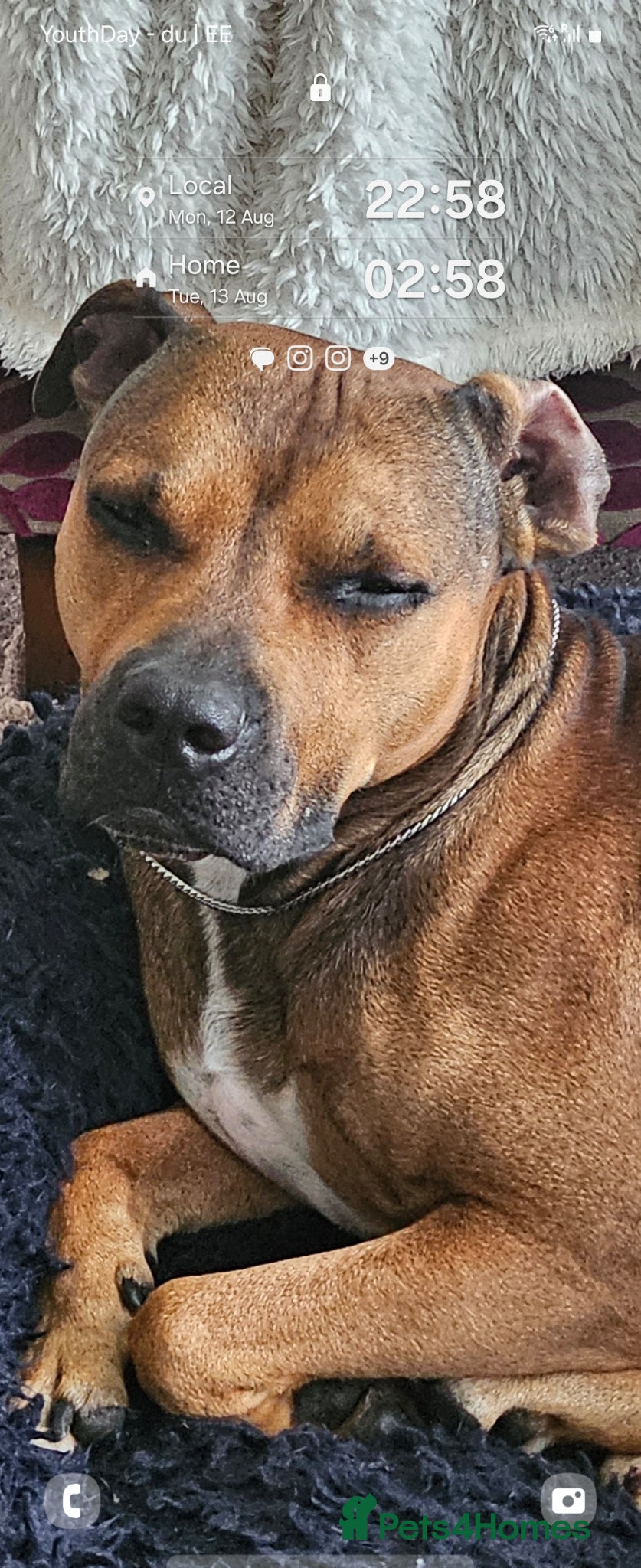 Mixed Breed dogs Staffie Cross, 4 Years Old – Loving, Trained,  - Advert 5