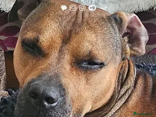 Mixed Breed dogs Staffie Cross, 4 Years Old – Loving, Trained, - Advert 5