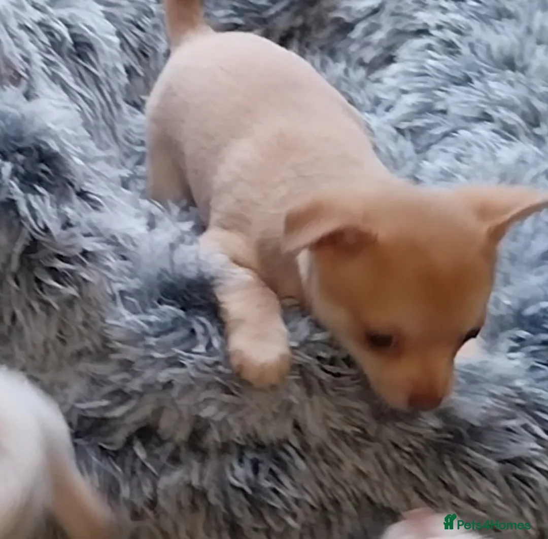 Chihuahua dogs for sale: Chihuahua puppies  - Advert 2
