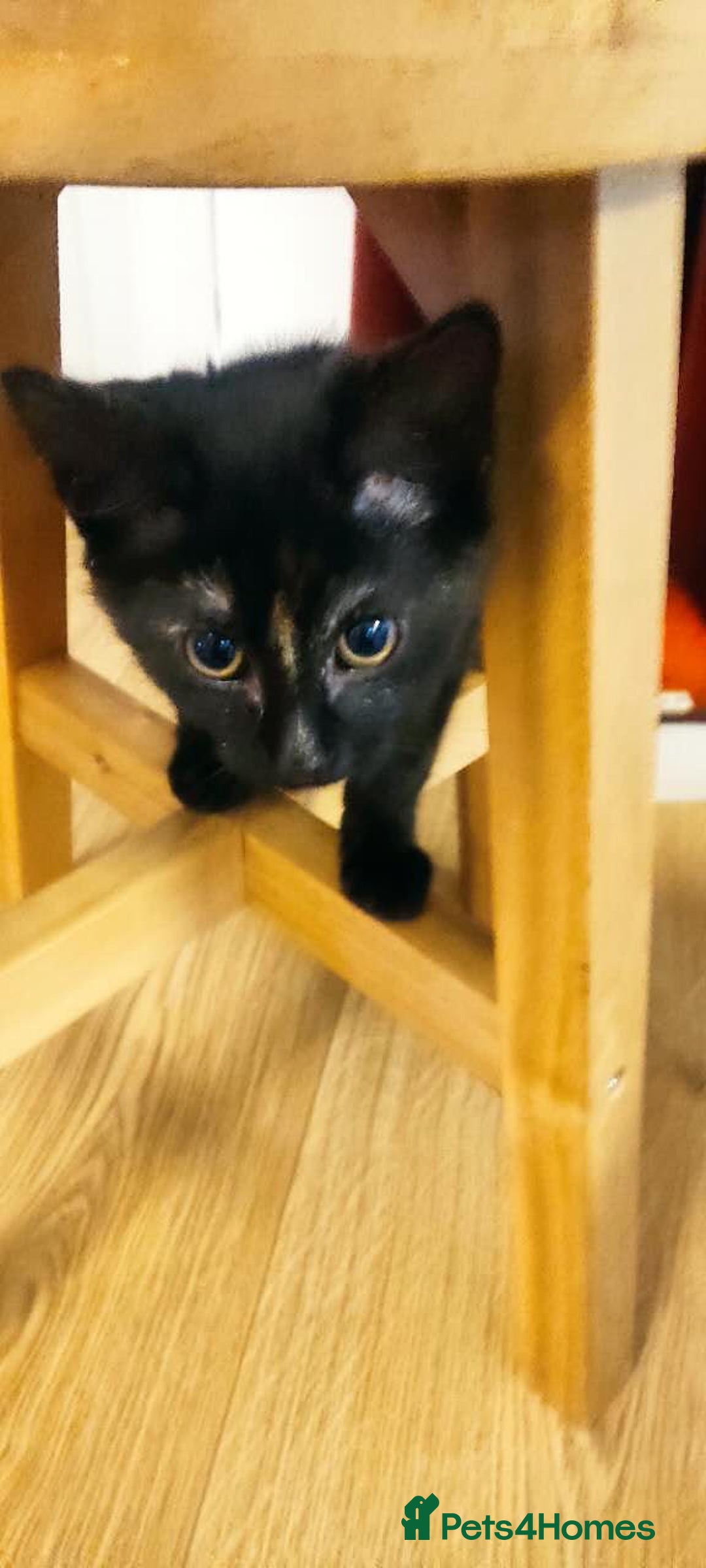 British Shorthair cats for sale: Adorable Black Tortoiseshell Kitten for Sale  - Advert 2