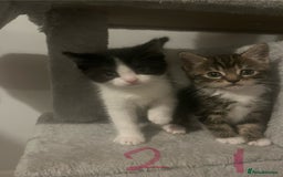 Mixed Breed cats for sale: 5 Beautiful kittens looking for homes - Image 3