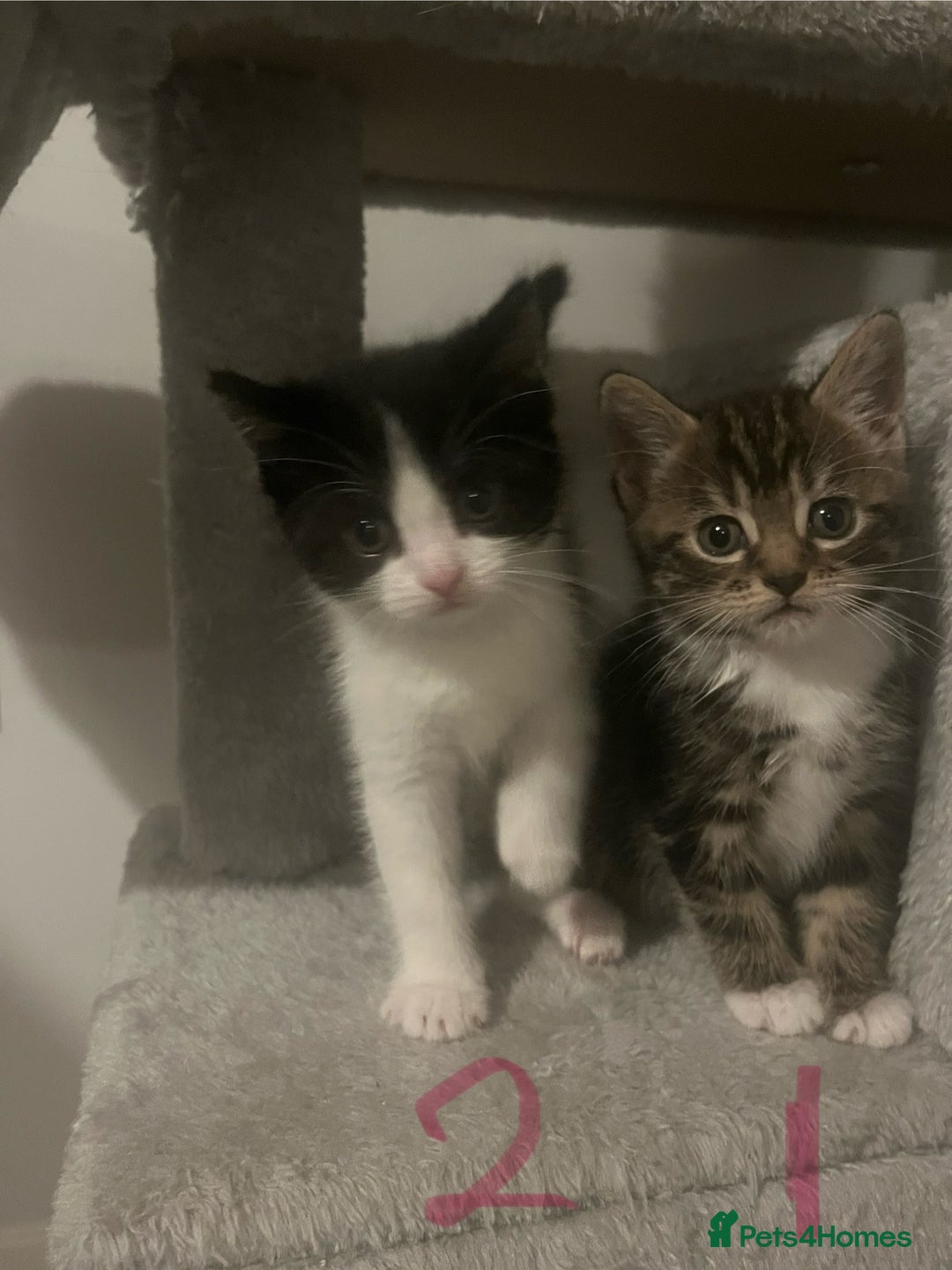 Mixed Breed cats for sale: 5 Beautiful kittens looking for homes - Image 3