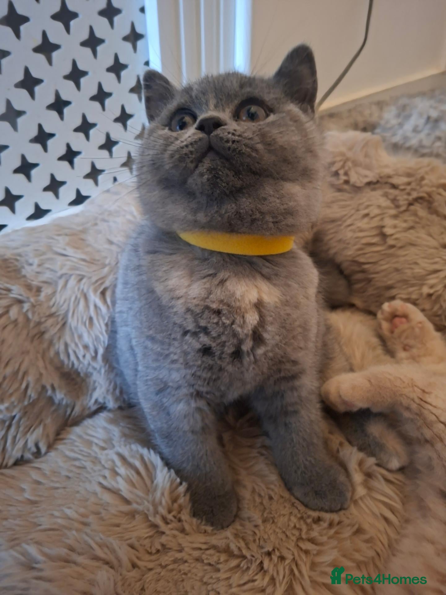 British Shorthair cats for sale: BEAUTIFUL BRITISH SHORTHAIR KITTENS - Advert 2
