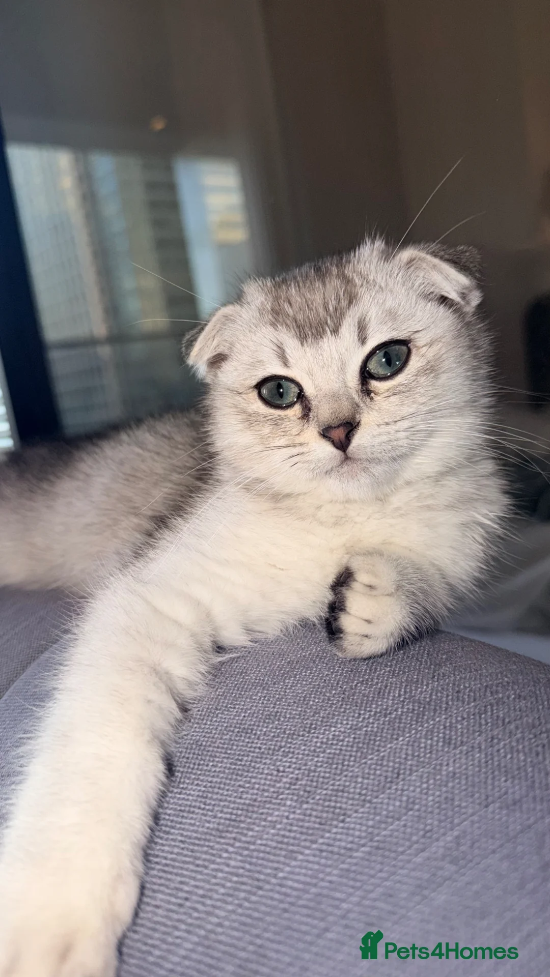 Scottish Fold cats for sale: Urgent rehoming for my Scottish kitten Luca♥️ - Advert 2