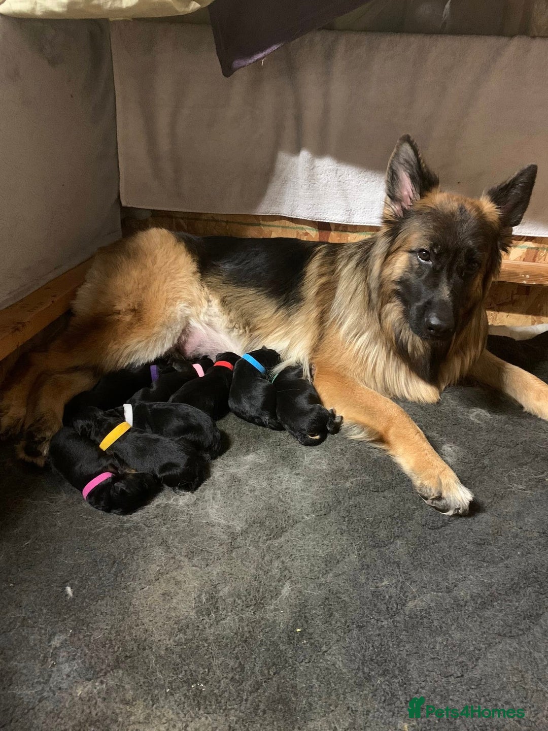 German Shepherd dogs for sale: For sale German Shepherd puppies - Advert 6