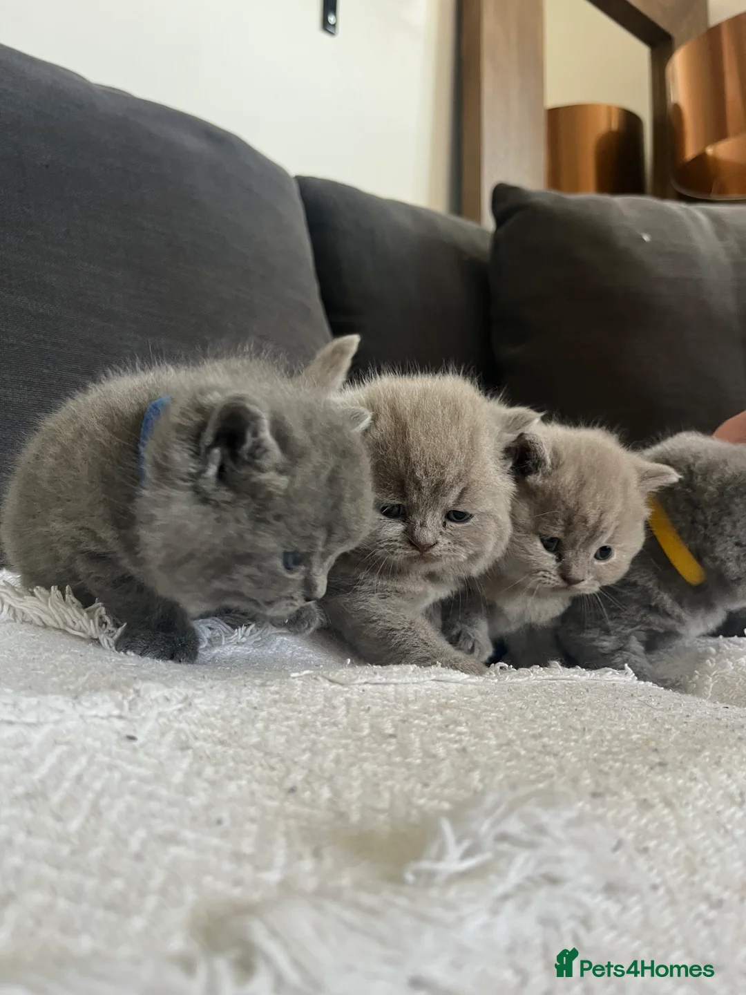 British Shorthair cats for sale: British short hair - Advert 4