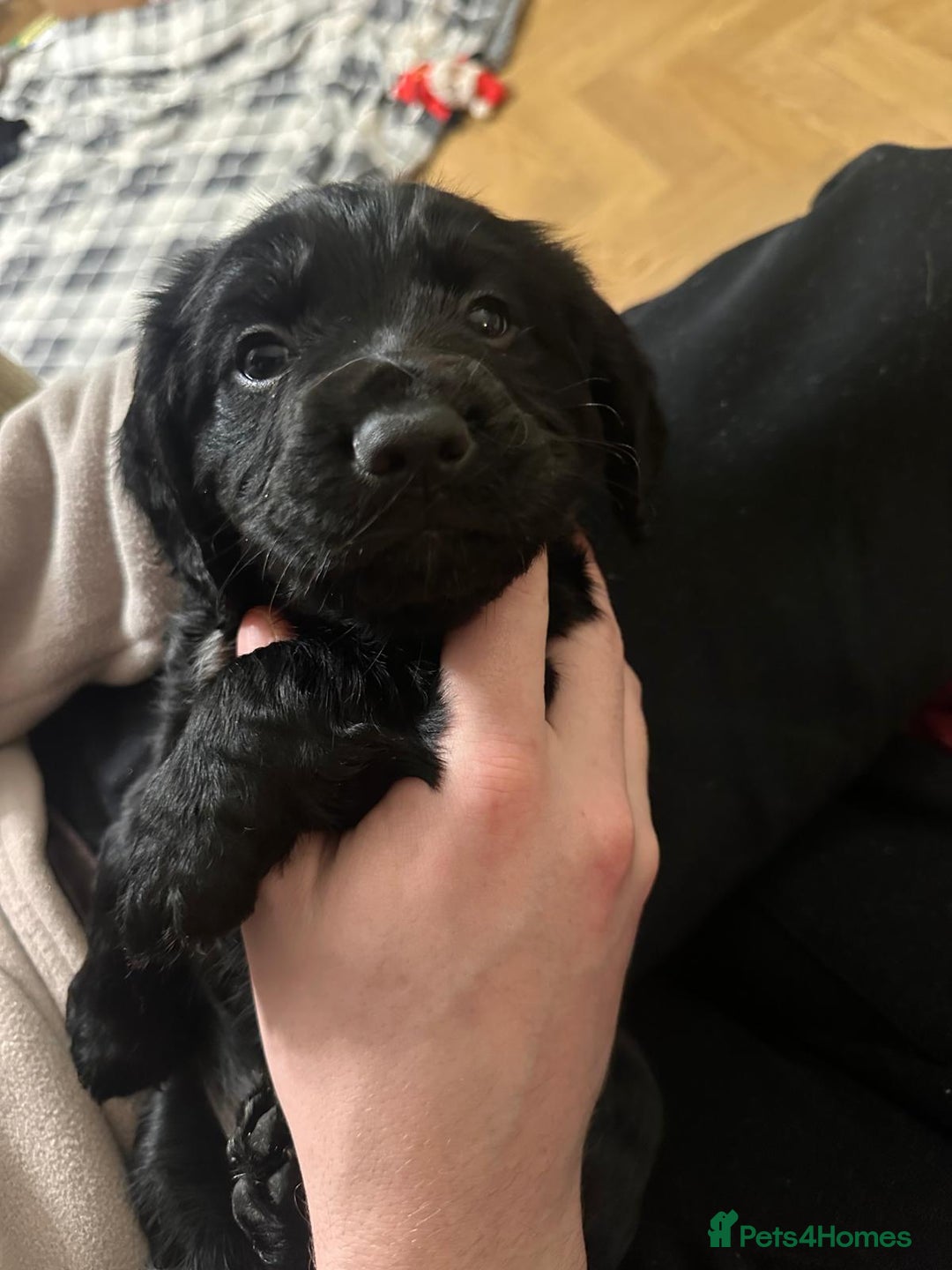 Cocker Spaniel dogs for sale: WORKING COCKER PUPS  - Advert 9