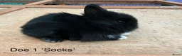 Lionhead rabbits for sale: Pure Bred Double Mane Lionhead Bunnies  in Nuneaton - Advert 4
