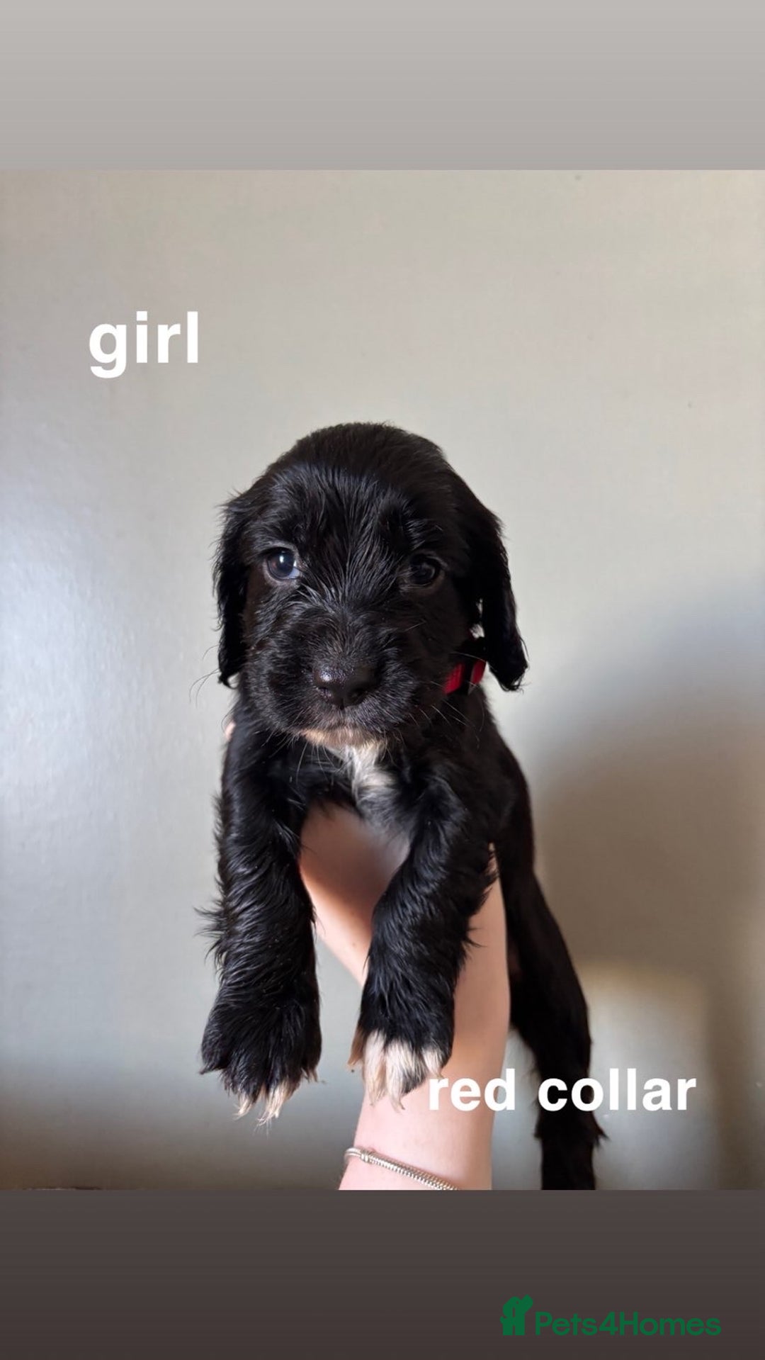 Cocker Spaniel dogs for sale: ** 1 GIRL LEFT** **READY NOW** Cocker Spaniel Pups - Advert 8
