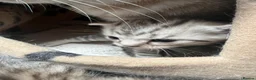 Domestic Shorthair cats for sale: Silver Tabby Kittens  - Advert 2