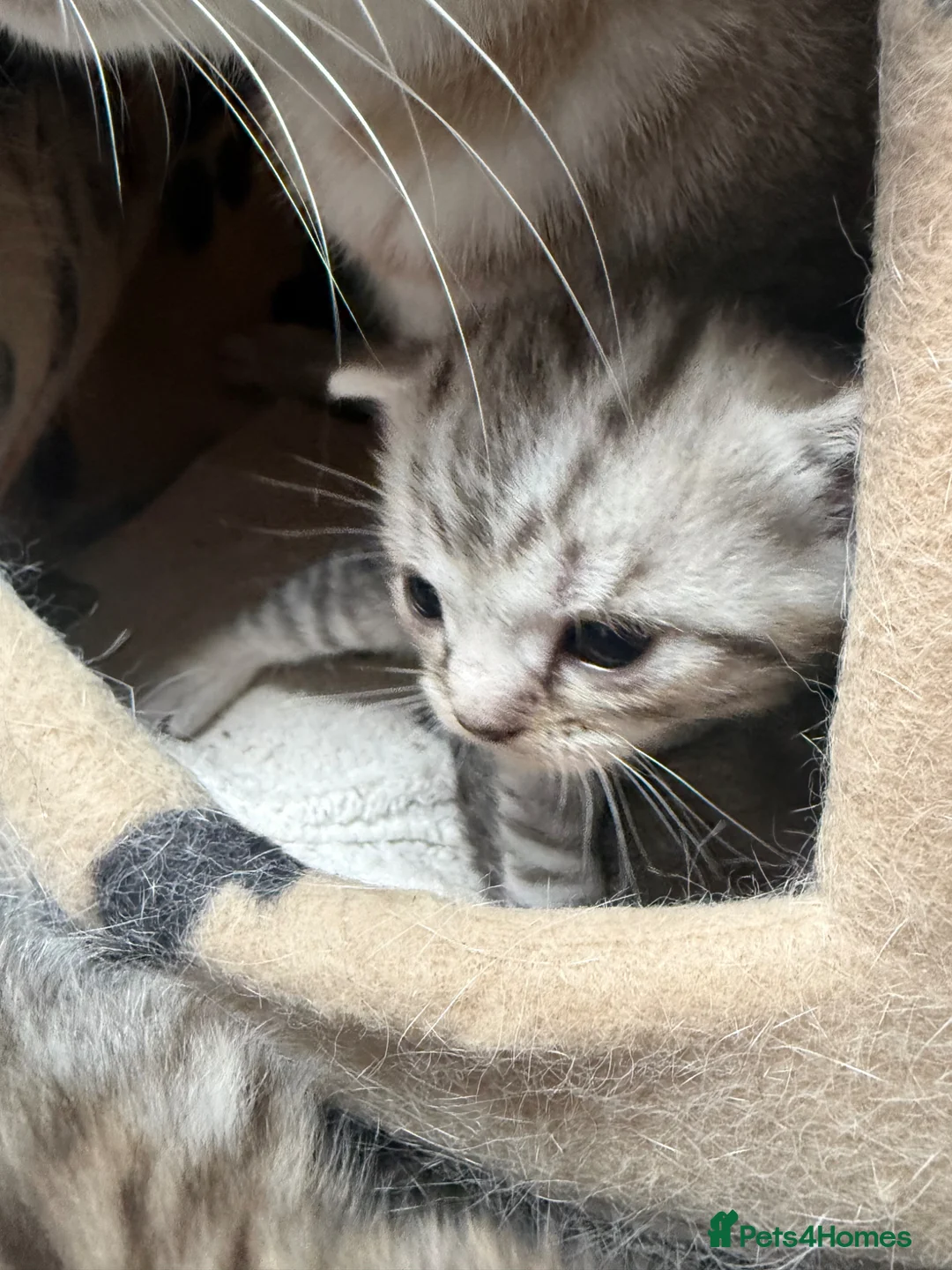 Domestic Shorthair cats for sale: Silver Tabby Kittens  - Advert 2