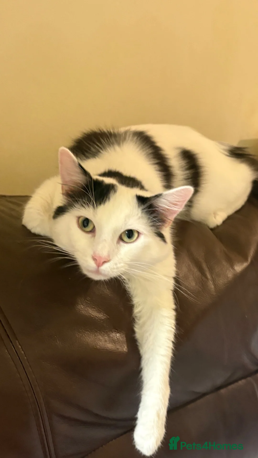 Mixed Breed cats for sale: 3 cats available for adoption  in Huddersfield - Advert 2
