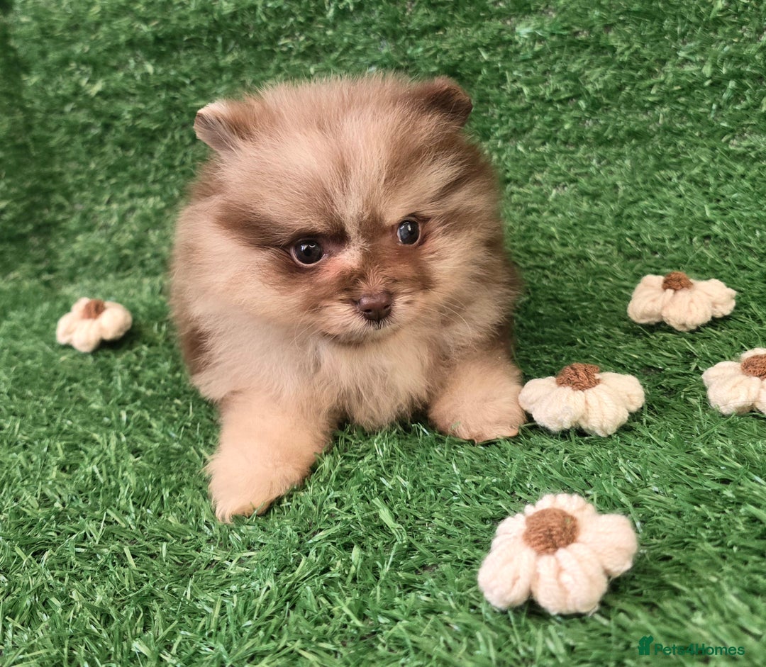 Pomeranian dogs for sale: 💜Lavender lilac chocolate merle exceptional poms - Advert 25