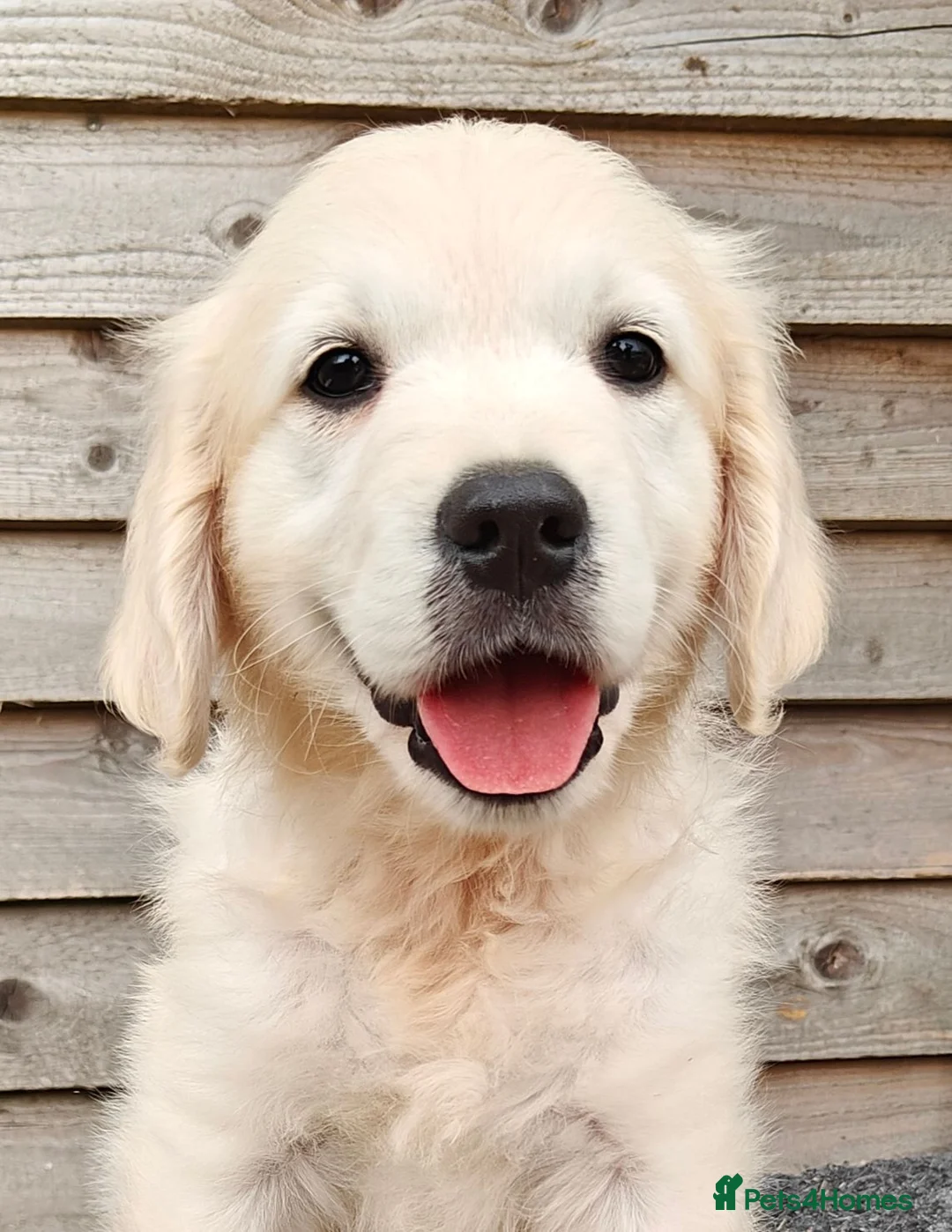 Golden Retriever dogs for sale: Chunky Cream Golden Retriever Puppies  - Advert 1