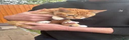 Mixed Breed cats for sale: Male Kitten Looking for Calm, Patient Home - Advert 4