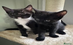 Mixed Breed cats for sale: 4 Female Ghost Tabby’s For Sale - Image 2