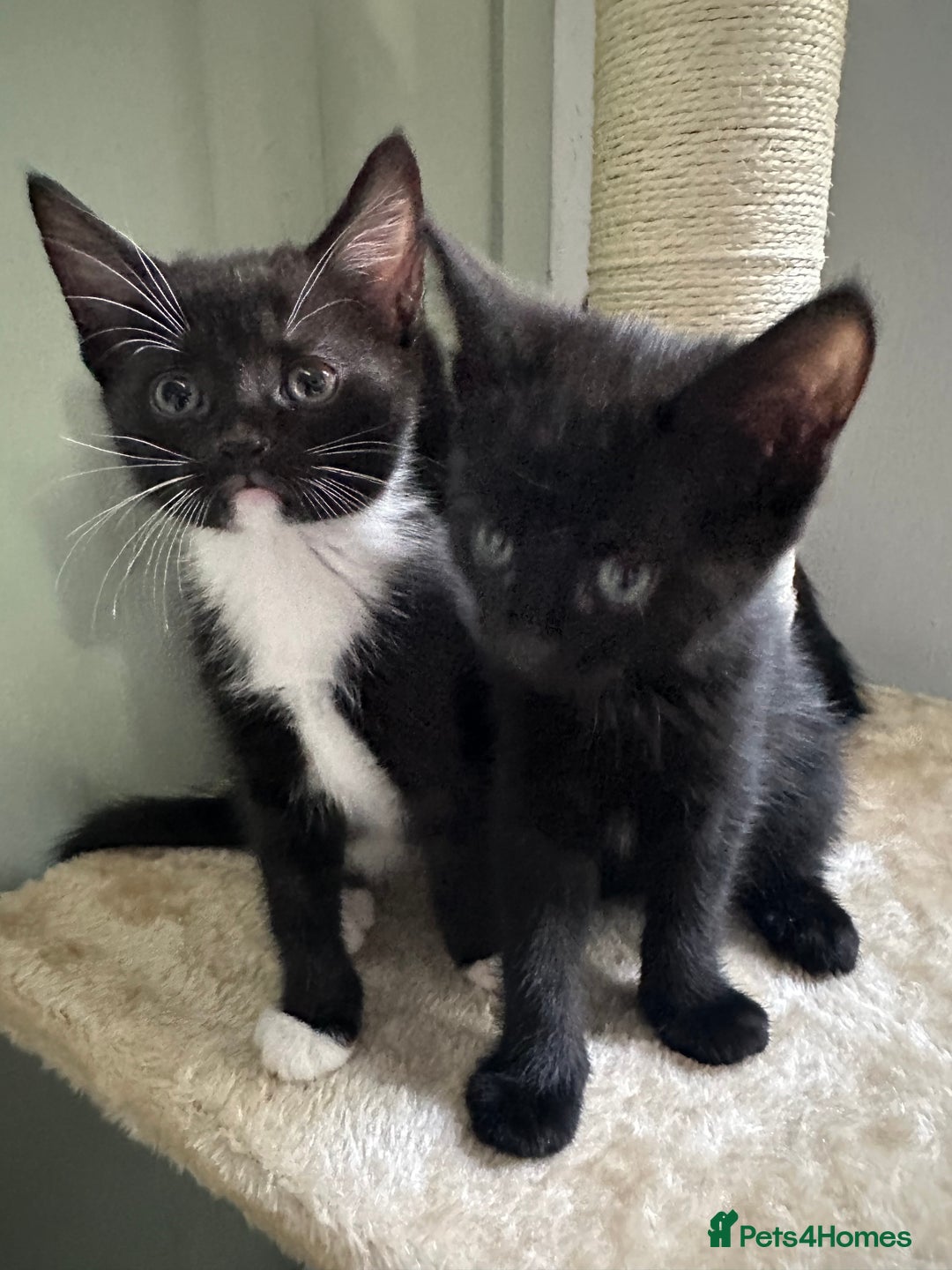 Mixed Breed cats for sale: 4 Female Ghost Tabby’s For Sale - Image 2