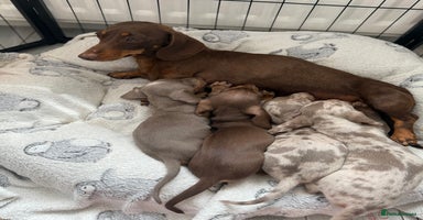 Miniature Dachshund dogs - Advert 5